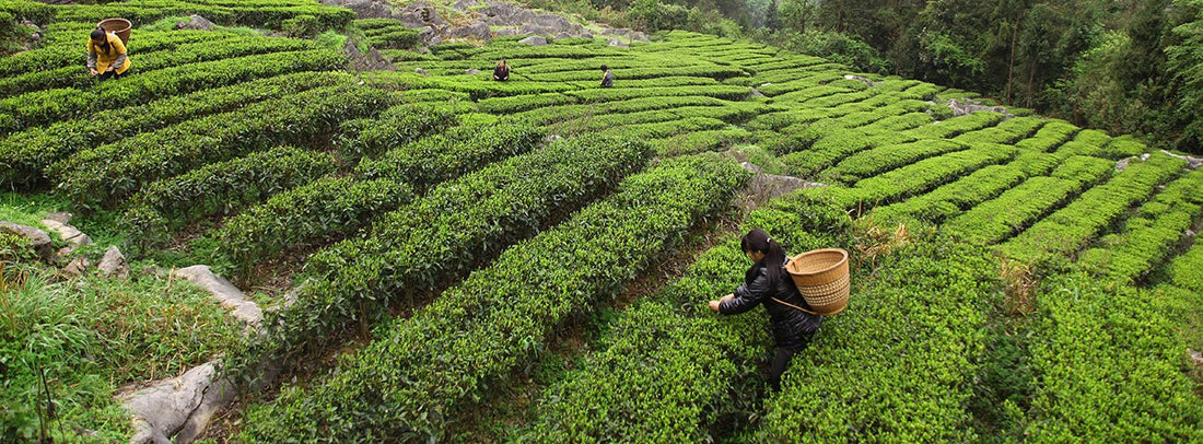 From Leaf to Cup: Discover the Artisanal Journey of Your Favorite Tea Blends - Meadow Tea