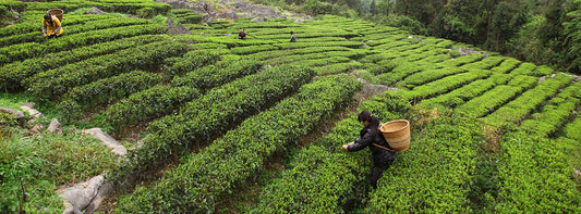 From Leaf to Cup: Discover the Artisanal Journey of Your Favorite Tea Blends - Meadow Tea