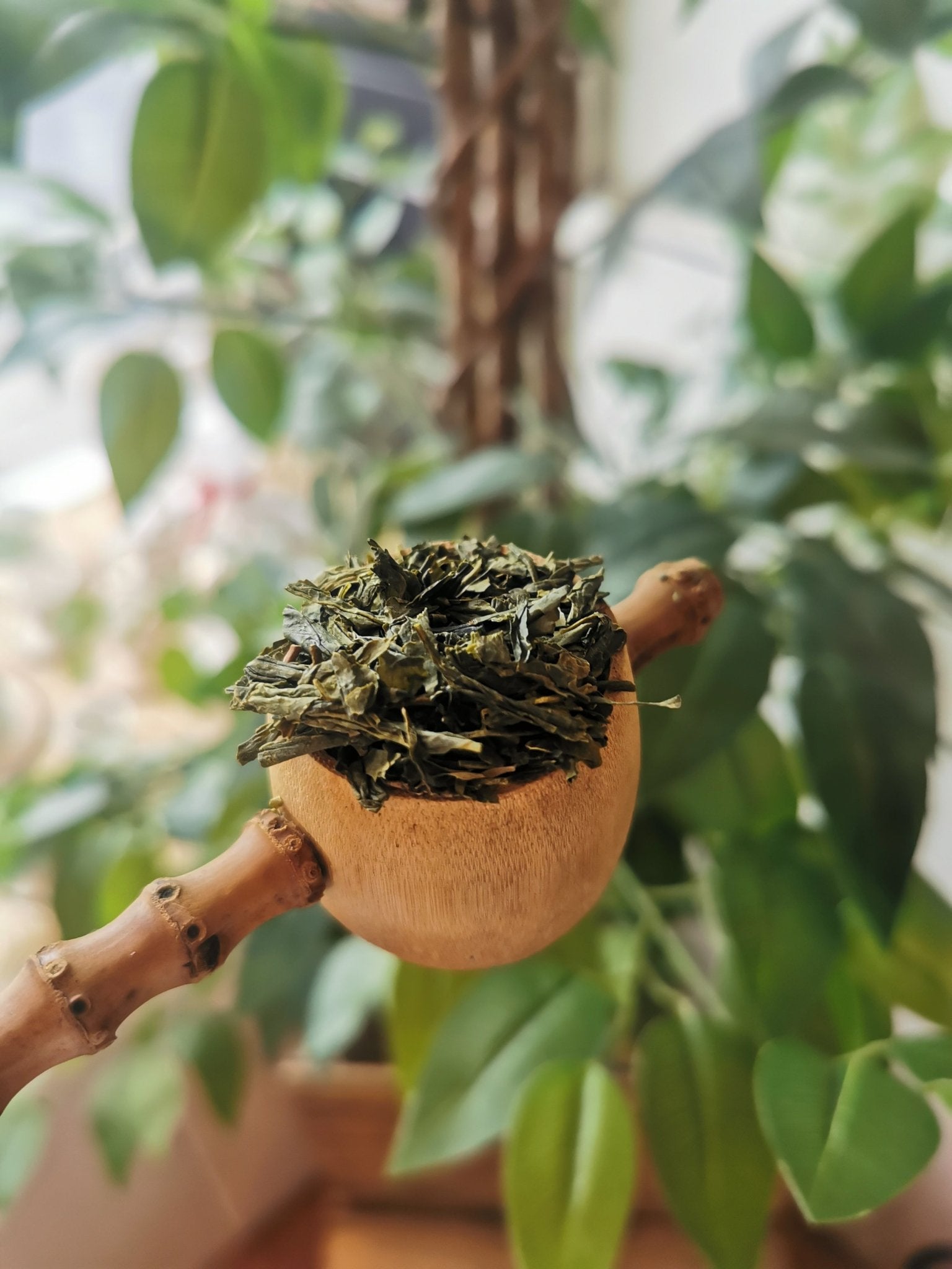 Unlocking the Secrets: Green Tea Health Benefits and Brewing Technique ...