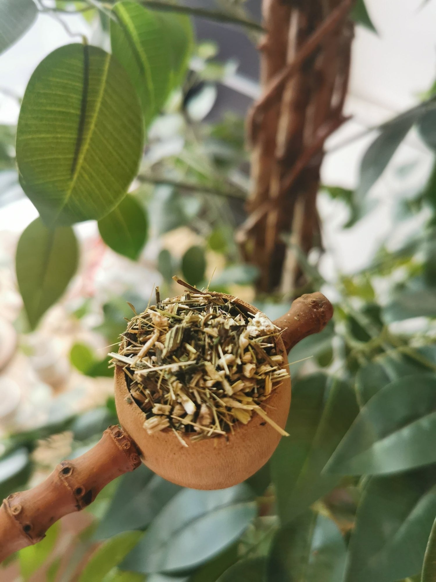 Herbs - Meadow Tea